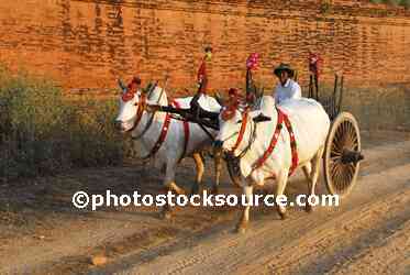Ox Cart in Afternoon