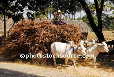 Ox Cart of Filrewood