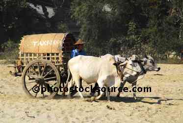 Mingun Ox Cart Taxi