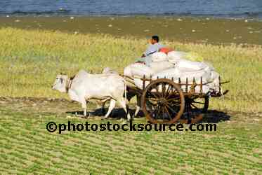 Ox Cart in Field