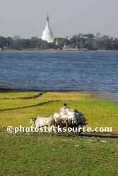 Ox Cart and Pagoda