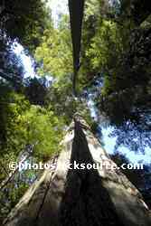 Redwood Forest