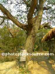 Killing Tree