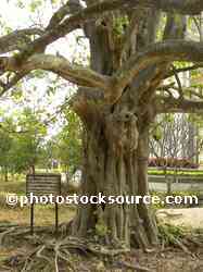 Magic Tree