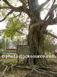 Magic Tree
