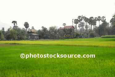 Rice Field Houses