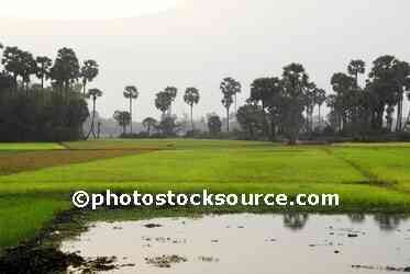 Green Rice Field
