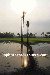 Rice Field Palm Trees