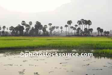 Rice Field Palm Trees