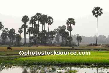 Rice Field Palm Trees