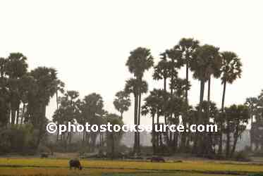 Rice Field Palm Trees
