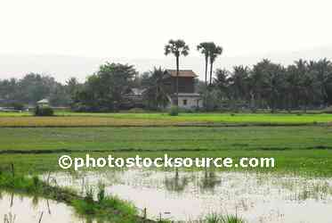 Rice Field Palm Trees