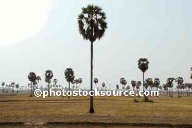 Sugar Palm Trees