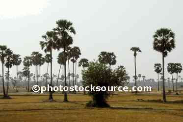 Sugar Palm Trees