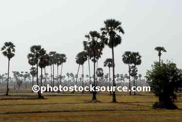 Sugar Palm Trees