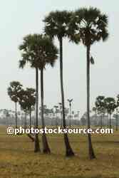 Sugar Palm Trees