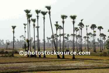 Sugar Palm Trees