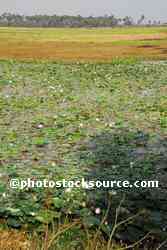 Lotus Flower Farm