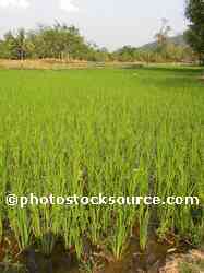 Rice Field