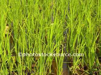 Rice Field