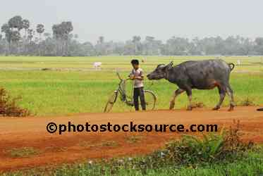 Boy with Water Buffalo