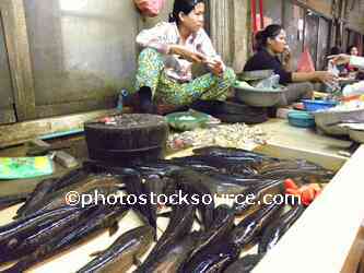 Fish Seller
