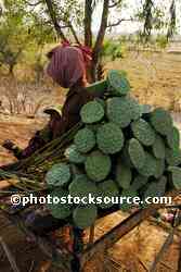 Lotus Flower Pods