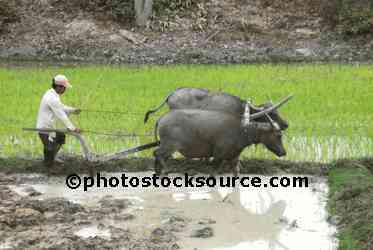 Water Buffalo Plowing Field