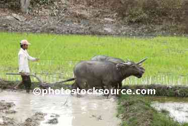 Water Buffalo Plowing Field