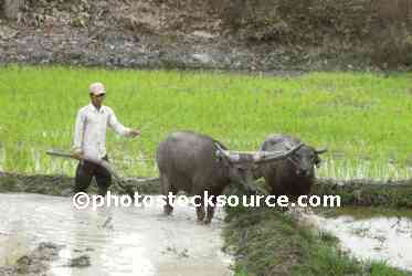 Water Buffalo Plowing Field