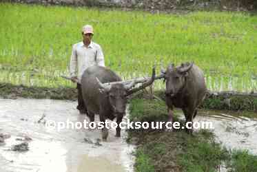 Water Buffalo Plowing Field