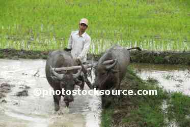 Water Buffalo Plowing Field
