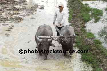 Water Buffalo Plowing Field
