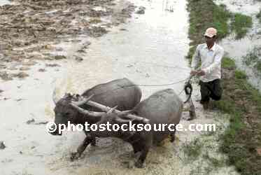 Water Buffalo Plowing Field