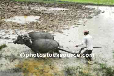 Water Buffalo Plowing Field