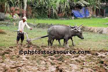 Water Buffalo Plowing Field
