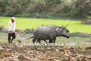 Water Buffalo Plowing Field