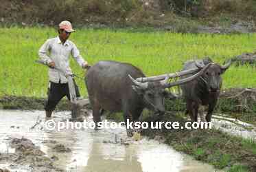 Water Buffalo Plowing Field