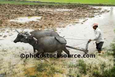 Water Buffalo Plowing Field