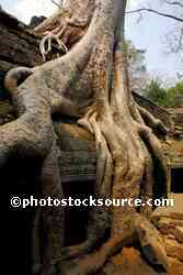Strangler Fig Roots