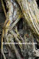 Apsara Beneath Fig Roots