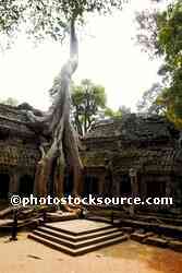 Temple Under Tree Roots