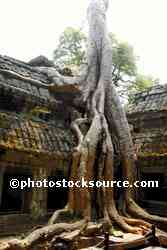 Temple Under Tree Roots