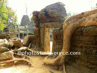 Ta Prohm Tree Roots