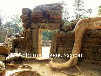 Ta Prohm Tree Roots