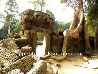 Ta Prohm Tree Roots