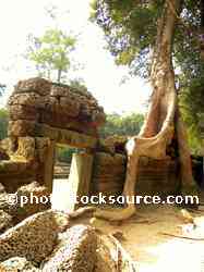 Ta Prohm Tree Roots