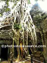 Ta Prohm Tree Roots