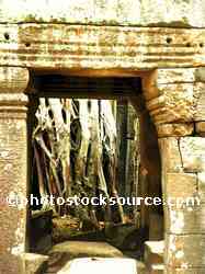 Ta Prohm Tree Roots