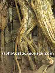 Apsara Hidden in Roots